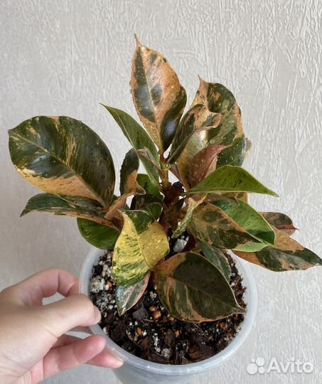 Фикусы шривериана, али, грин голд