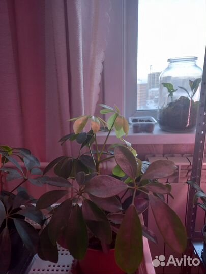 Комнатные цветы шефлера