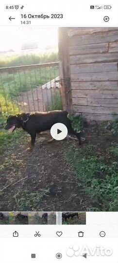 Щенки ротвейлера