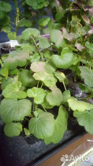 Комнатные цветы