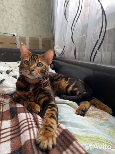 Бенгальский кот вязка