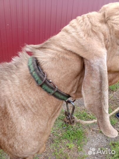 Козел племенной