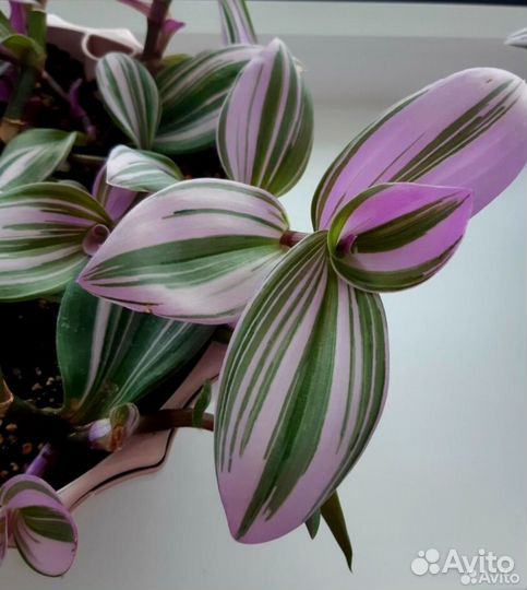 Традесканция Радужный холм / Квадриколор