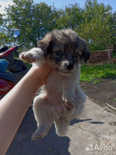 Щенки обычные