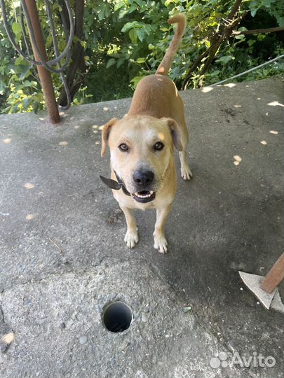 Отдам в добрые руки