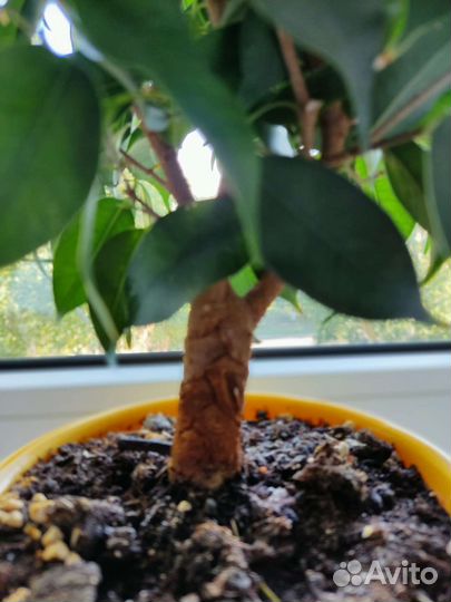Фикус бенджамина