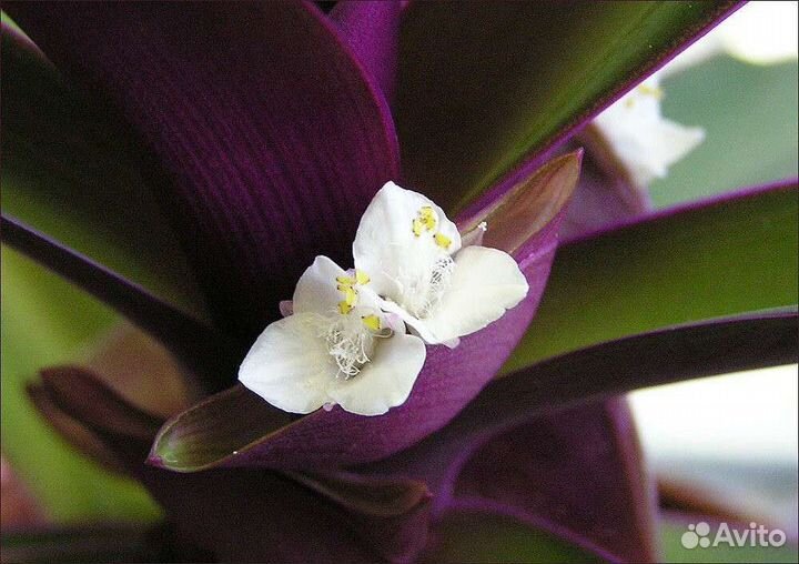 Комнатные цветы