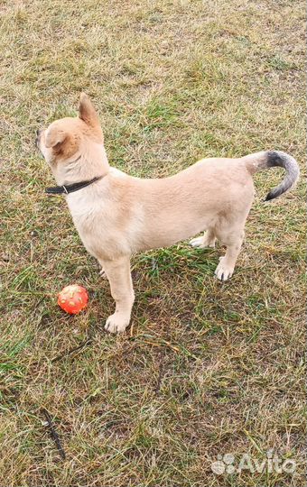 Любящий щенок