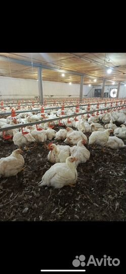 Куры бройлер тушки мясо