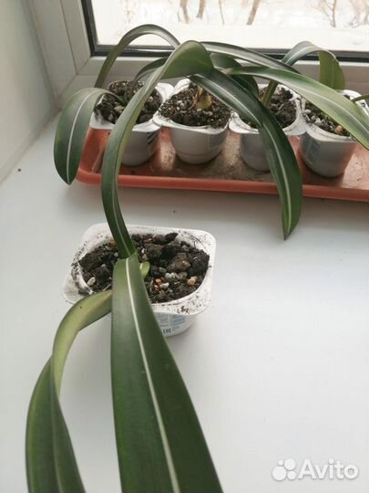 Гиппеаструм ретикулятум