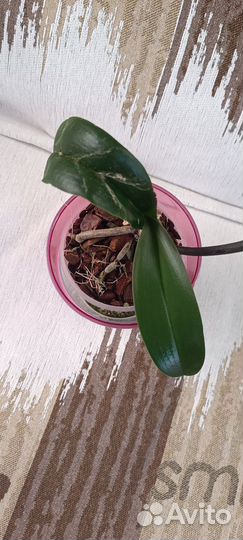 Орхидея фаленопсис