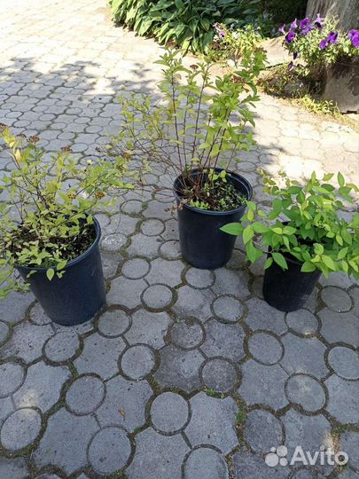 Спирея Японская Голдфлейм