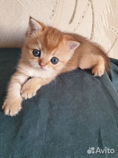 Шотландская кошечка