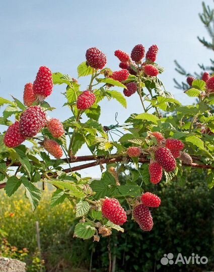 Малиновое дерево «Таруса»