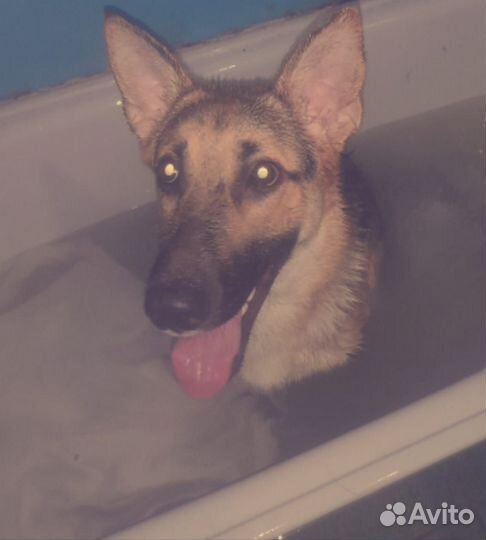 Немецкая овчарка