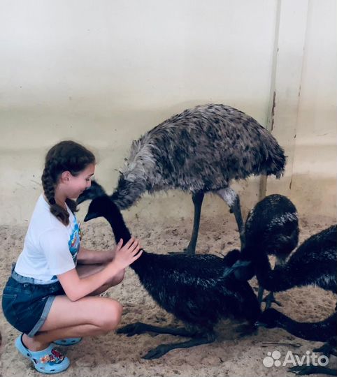 Яйцо страуса, страусята,страусы