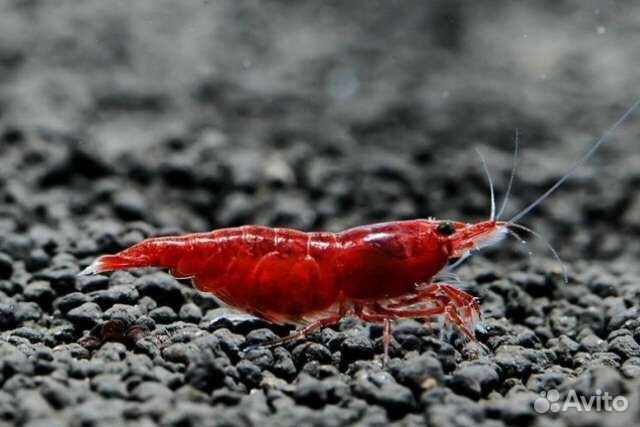 Аквариумные креветки