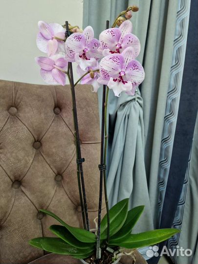 Орхидея биг лип разные