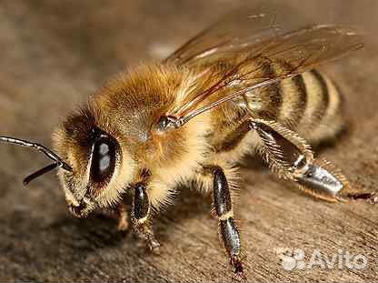 Пчелы Карпатка