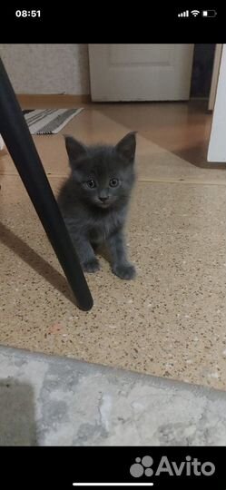 Котята в самые добрые руки