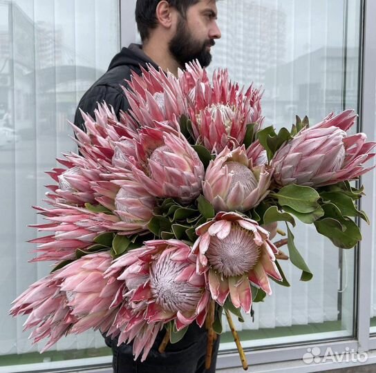 Протея Букеты Композиции Цветы Доставка 24/7