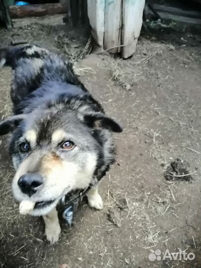 Собака в добрые руки отдам бесплатно