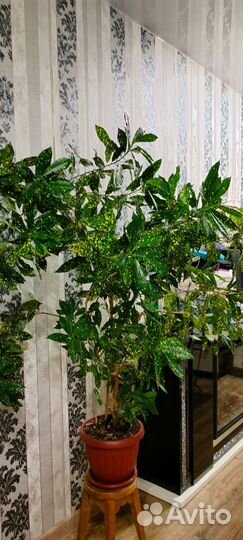 Комнатные домашние растения