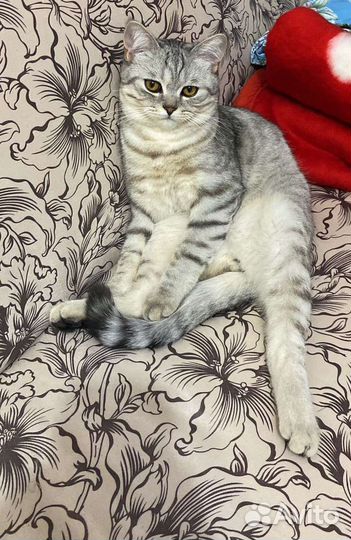 Шотландская