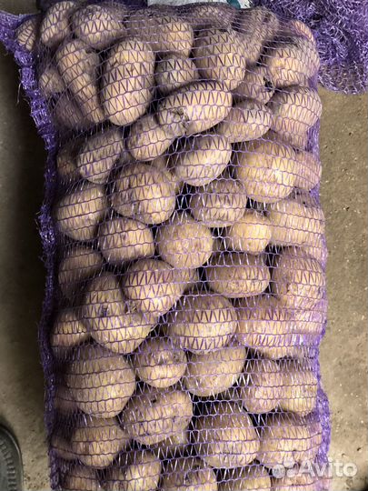 Картофель крупный и семенной с доставкой по 30 кг