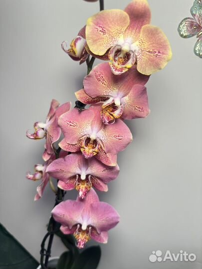 Орхидея фаленопсис