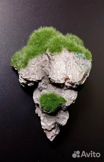 Декорация (мангровое дерево)