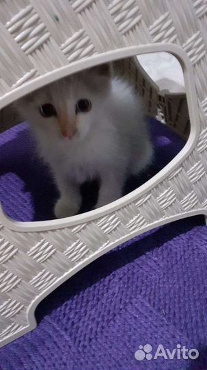 Отдам котика в добрые руки