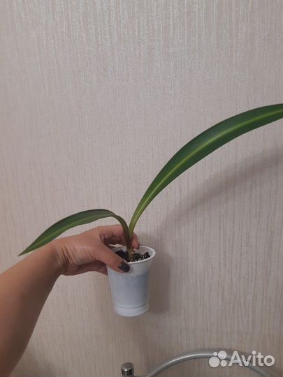 Гиппеаструм с полосой по листу