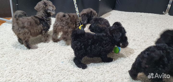 Мальтипу черные и мраморные (мерле)