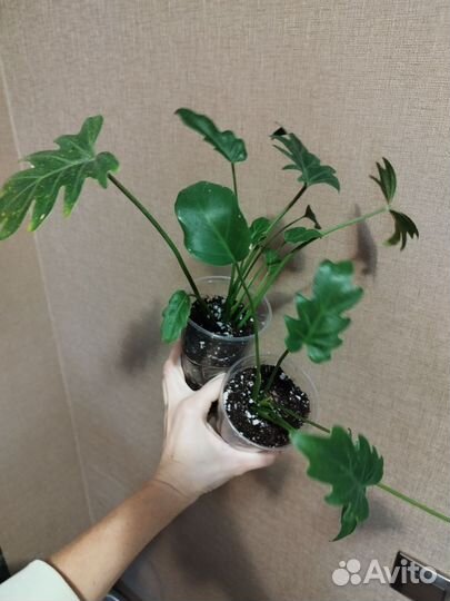 Филодендрон кастовой Ксанаду