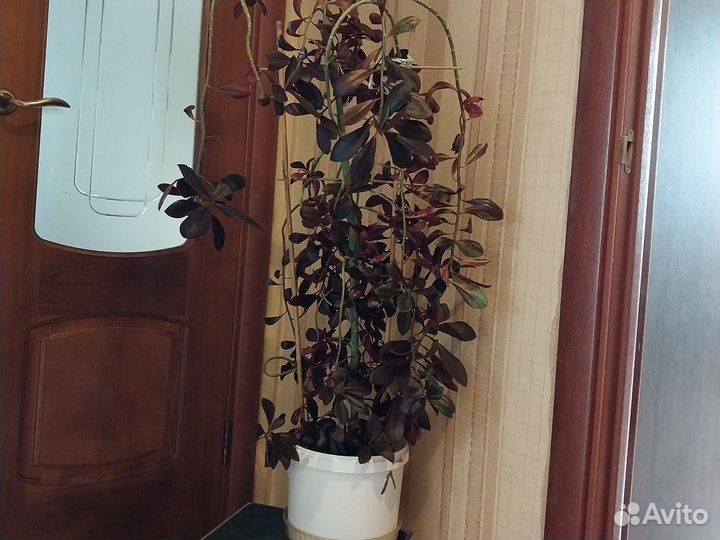 Молочай Синадениум Граната