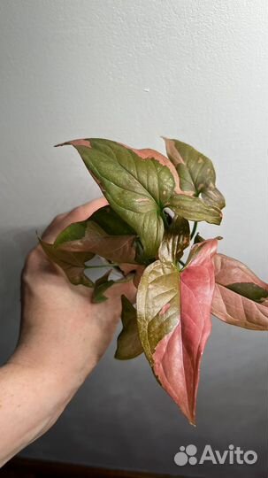 Сортовые сингониумы, обновленно 6 июля