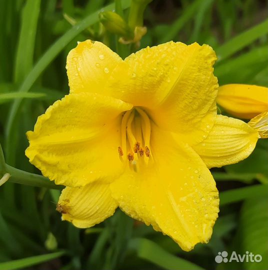 Лилейники то