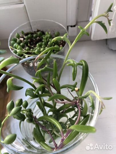 Суккуленты