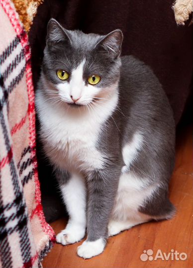 Кошка в дар