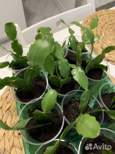 Декабрист шлюмбергера сортовые