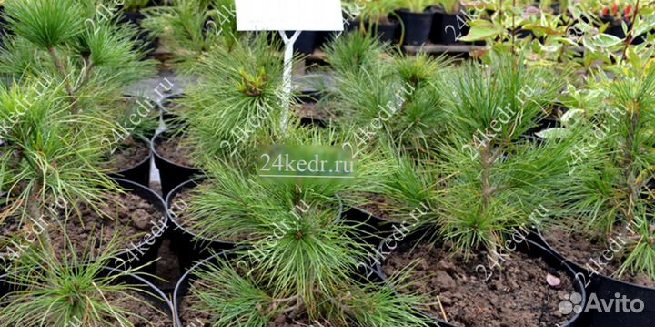 Саженцы кедра от производителя