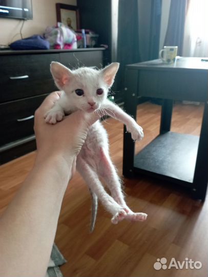 Донской сфинкс котята