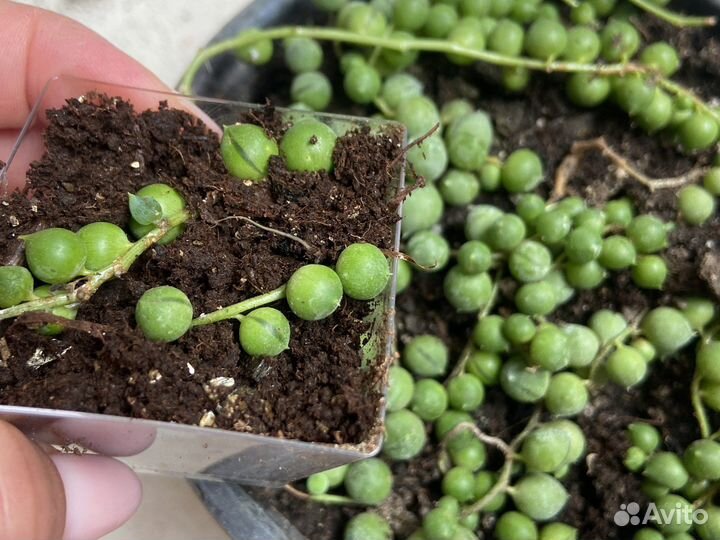 Крестовник роули бусины