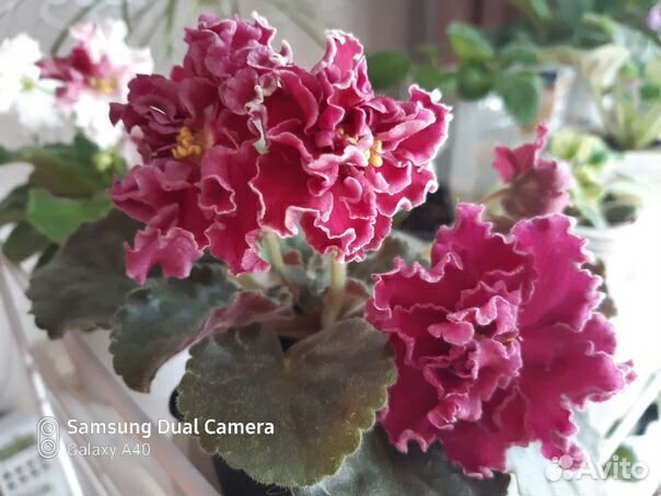 Стартеры сортовых узамбарских фиалок (сенполии)