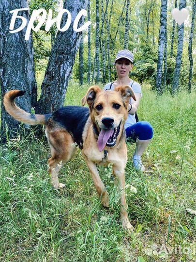 Брюс из приюта ищет хозяина