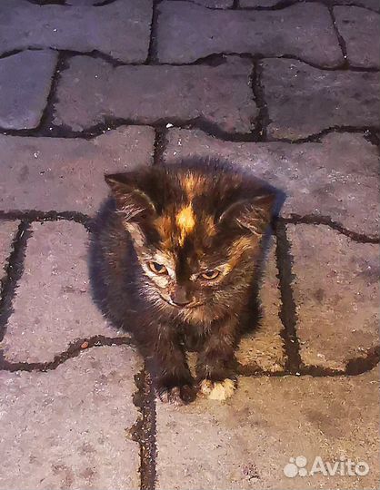 Котята в добрые руки бесплатно