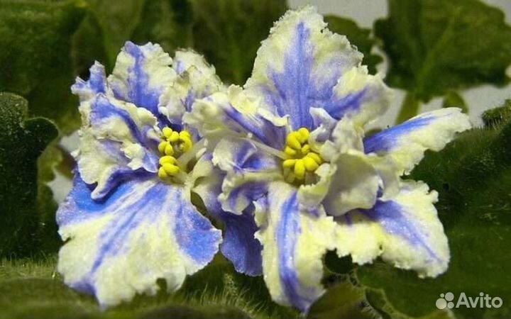 Сортовые фиалки