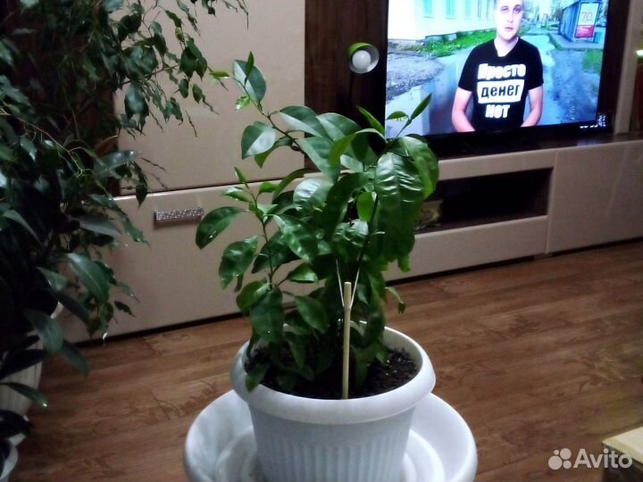 Лимонное дерево