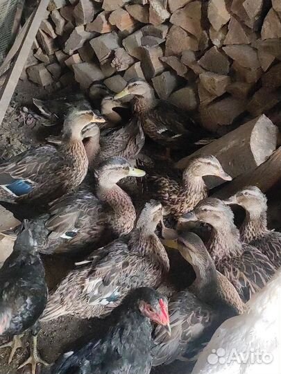 Подсадные утки кряква